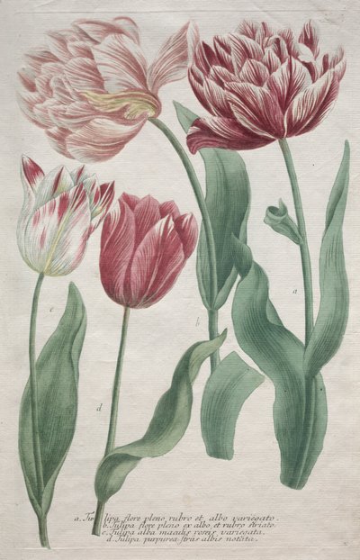 Tulipaner af Bartholomaus Seutter