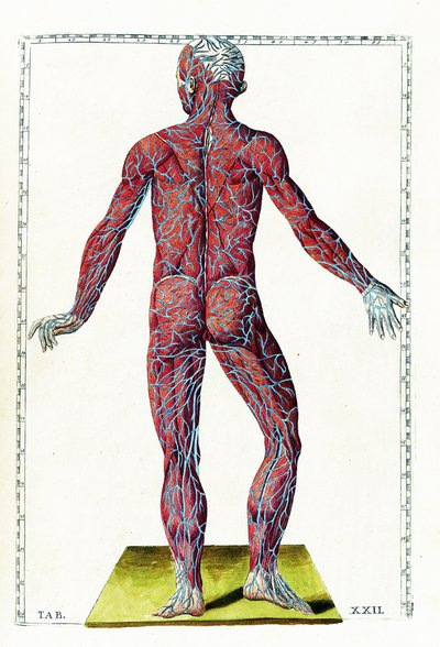 Tabulae anatomicae af Bartolomeo Eustachi