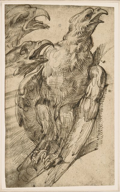 Studie af en ørn af Bartolomeo Passarotti