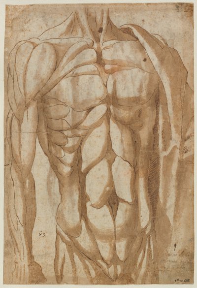 Studie af en flået torso (verso) af Bartolommeo da Arezzo