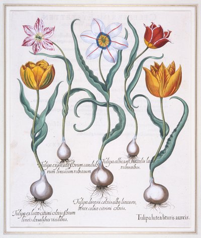 Tulipa Lutea Lituris Aureis, knækket gul sylvestris-type tulipan, 1613. af Basil Besler