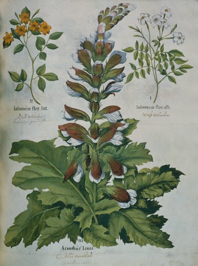 Et blad fra Beslers Hortus Eystettensis (farvet gravering) af Basilius Besler