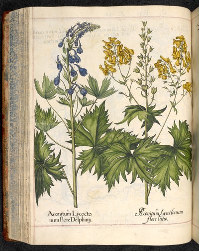 Aconitum lycoctonum (Wolfsbane) fra Hortus Eystettensis, Basilius Besler af Basilius Besler