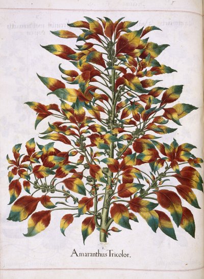 Amaranthus tricolor, fra 