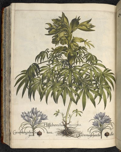 Helleborus, Illustration fra 