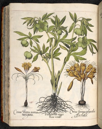Helleborus niger, Crocus vernus, fra Hortus Eystettensis, af Basilius Besler af Basilius Besler