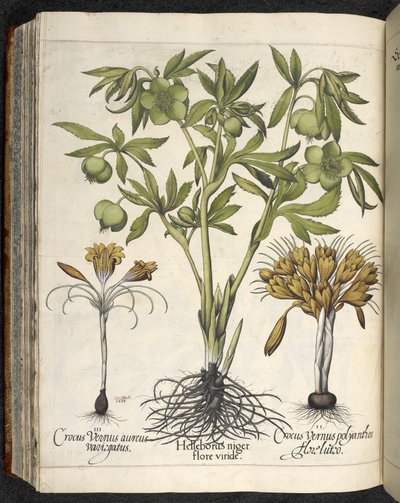 Helleborus niger, Illustration fra 