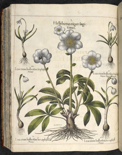 Helleborus niger, Illustration fra 