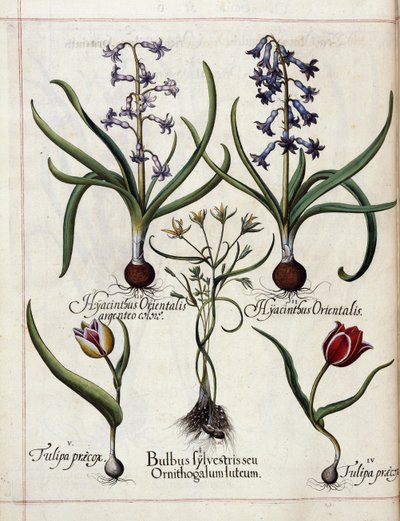 Hyacint og tulipan, fra 