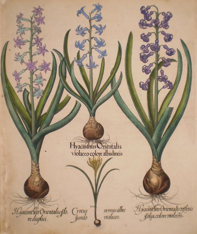 Hyacinthus orientalis floreduplici-Hyacinthus orientalis violaceo albislienis-Crocus vernus albus fundo violaceo-Hyacinthus orientalis reflexis folys colore violaceo af Basilius Besler