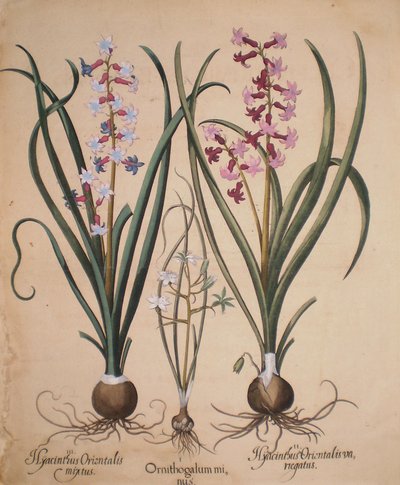 Hyacinthus orientalis mixtus-Ornithogalum minus-Hyacinthus orientalis veriegatus af Basilius Besler