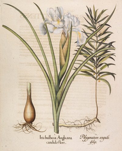 Angis bulbosa Anglicana, 1613. af Basilius Besler