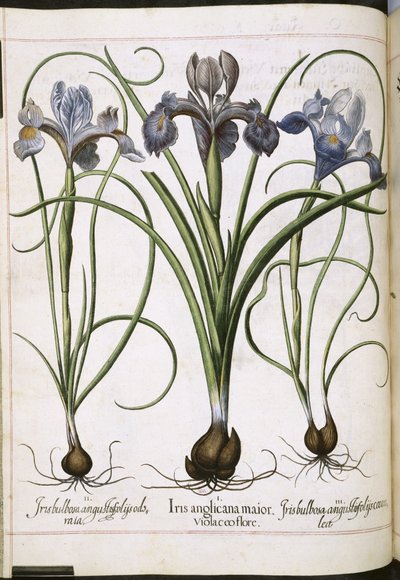 Iris, fra 