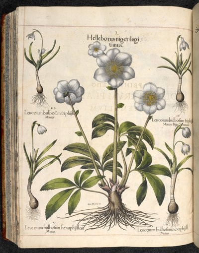 Plade 29: Sort Helleborus ...   Eystettens have, ...  Basil Besler af Basilius Besler