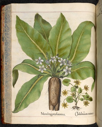 Tavle 29: Mandragora femina (Mandrake), fra Hortus Eystettensis, af Basilius Besler af Basilius Besler