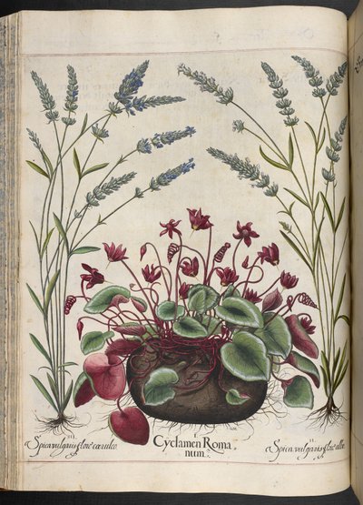 Tavle 347: Cyclamen Romanum, fra Hortus Eystettensis, af Basilius Besler af Basilius Besler