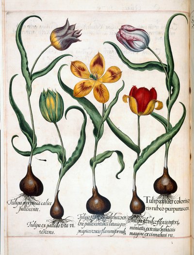 Tulipan, fra 