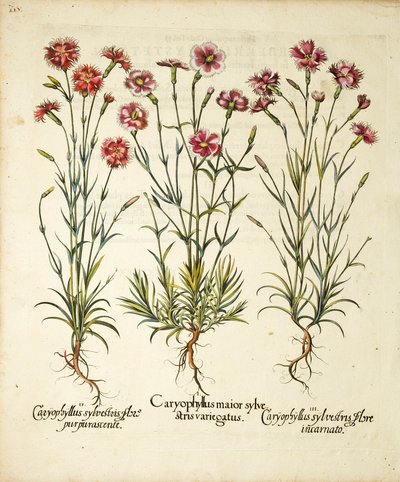 Varieteter af Caryophyllus Sylvestris offentliggjort i Hortus Eystettensis, 1613 af Basilius Besler