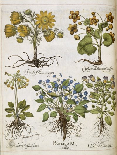 Forskellige planter, fra 
