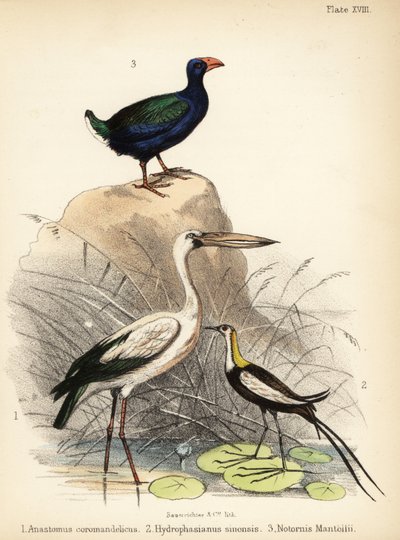 Asiatisk åbennæb, fasanhalejacana og takahe. 1855 (litografi) af Bauerrichter