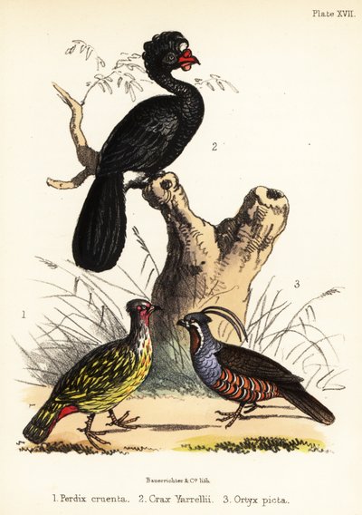 Blodfasan, krøllet curassow og bjergvagtler. 1855 (litografi) af Bauerrichter