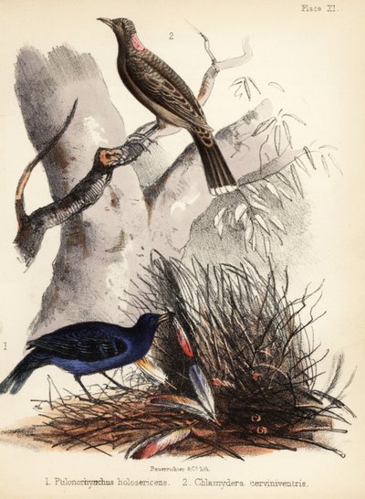 Satin og fawn-breasted bowerbirds. 1855 (litografi) af Bauerrichter