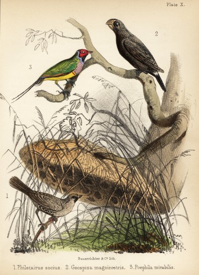 Selskabelig væver, stor jordfinke og Gouldian finke. 1855 (litografi) af Bauerrichter