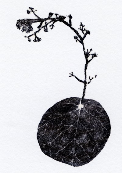 Lichen Leaf, 2014 (Trægravering, collage på papir) af Bella Larsson