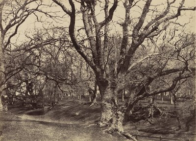 Pepperharrow Park, Surrey, 1852-54. af Benjamin Brecknell Turner