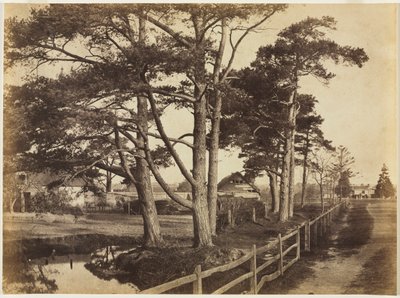Scotch Firs, Hawkhurst af Benjamin Brecknell Turner