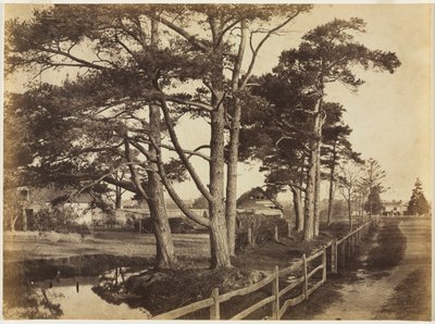 Scotch Firs, Hawkhurst, 1853. af Benjamin Brecknell Turner
