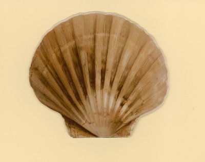 Illustration til hæfte med titlen Sea Shells (color litho) af Benjamin D. Sigmund