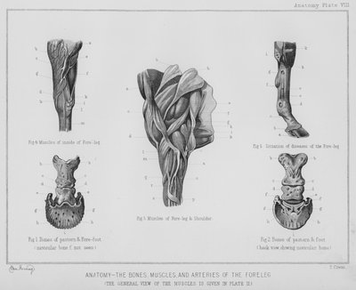 Anatomi, knogler, muskler og arterier i forbenet (litho) af Benjamin Herring