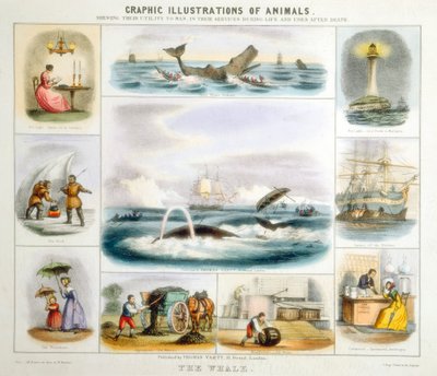 The Whale, c1850 af Benjamin Waterhouse Hawkins