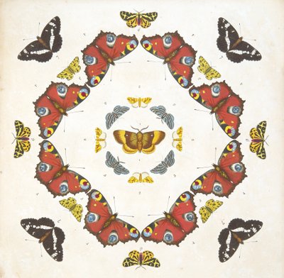 Detalje fra plade 1, fra A Rare Depiction of Butterflies and Moths, pub. 1764 (håndkoloreret gravering) af Benjamin Wilkes