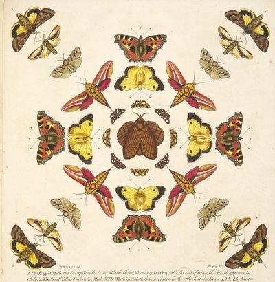 Detalje fra plade IX, fra A Rare Depiction of Butterflies and Moths, pub. 1764 (håndfarvet gravering) af Benjamin Wilkes