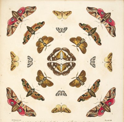 Detalje fra plade VIII, fra A Rare Depiction of Butterflies and Moths, pub. 1764 (håndfarvet gravering) af Benjamin Wilkes