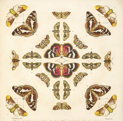 Detalje fra plade VI, fra A Rare Depiction of Butterflies and Moths, pub. 1764 (håndfarvet gravering) af Benjamin Wilkes