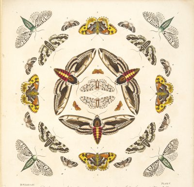 Detalje fra plade V, fra A Rare Depiction of Butterflies and Moths, pub. 1764 (håndfarvet gravering) af Benjamin Wilkes