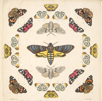 Detalje fra plade XII, fra A Rare Depiction of Butterflies and Moths, pub. 1764 (håndfarvet gravering) af Benjamin Wilkes