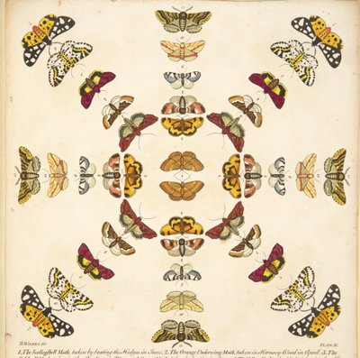 Detalje fra plade XI, fra A Rare Depiction of Butterflies and Moths, pub. 1764 (håndfarvet gravering) af Benjamin Wilkes