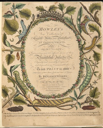 Frontispice, fra A Rare Depiction of Butterflies and Moths, pub. 1764 (håndfarvet gravering) af Benjamin Wilkes