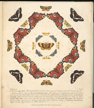 Tavle 1, fra A Rare Depiction of Butterflies and Moths, udgivet af A Rare Depiction of Butterflies and Moths, pub. 1764 (håndkoloreret gravering) af Benjamin Wilkes