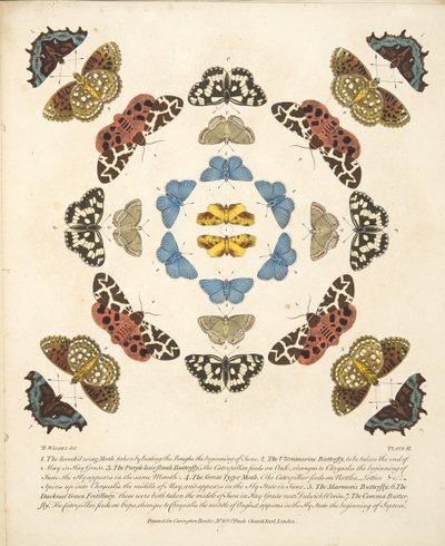 Tavle III, fra A Rare Depiction of Butterflies and Moths, udgivet af A Rare Depiction of Butterflies and Moths, pub. 1764 (håndkoloreret gravering) af Benjamin Wilkes