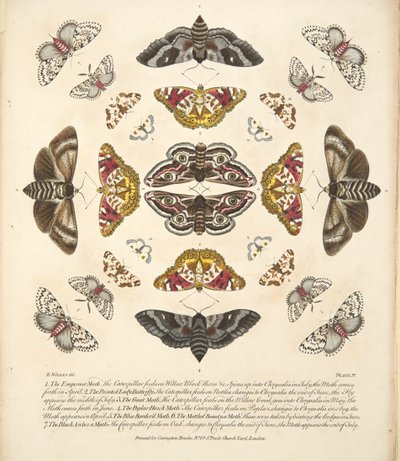 Tavle IV, fra A Rare Depiction of Butterflies and Moths, udgivet af A Rare Depiction of Butterflies and Moths, pub. 1764 (håndkoloreret gravering) af Benjamin Wilkes
