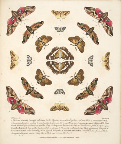 Tavle VIII, fra A Rare Depiction of Butterflies and Moths, pub. 1764 (håndfarvet gravering) af Benjamin Wilkes
