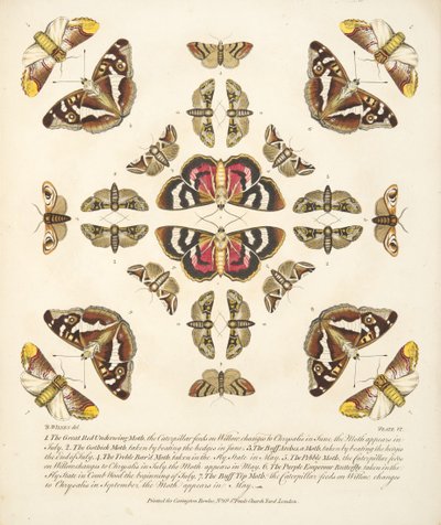Tavle VI, fra A Rare Depiction of Butterflies and Moths, pub. 1764 (håndfarvet gravering) af Benjamin Wilkes