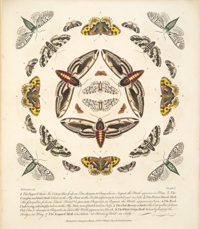 Tavle V, fra A Rare Depiction of Butterflies and Moths, pub. 1764 (håndfarvet gravering) af Benjamin Wilkes