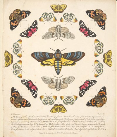 Tavle XII, fra A Rare Depiction of Butterflies and Moths, pub. 1764 (håndfarvet gravering) af Benjamin Wilkes