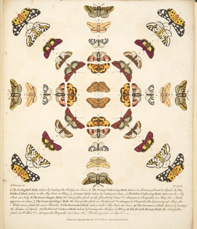 Tavle XI, fra A Rare Depiction of Butterflies and Moths, pub. 1764 (håndfarvet gravering) af Benjamin Wilkes